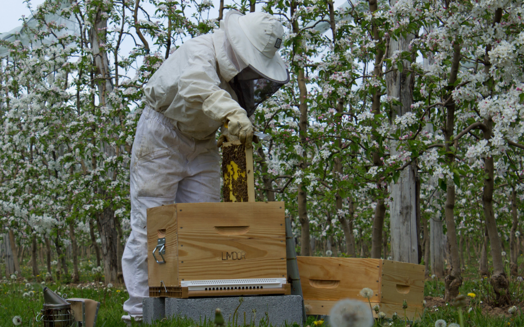 Limdor : pomiculteur – apiculteur, un partenariat intéressant pour tous