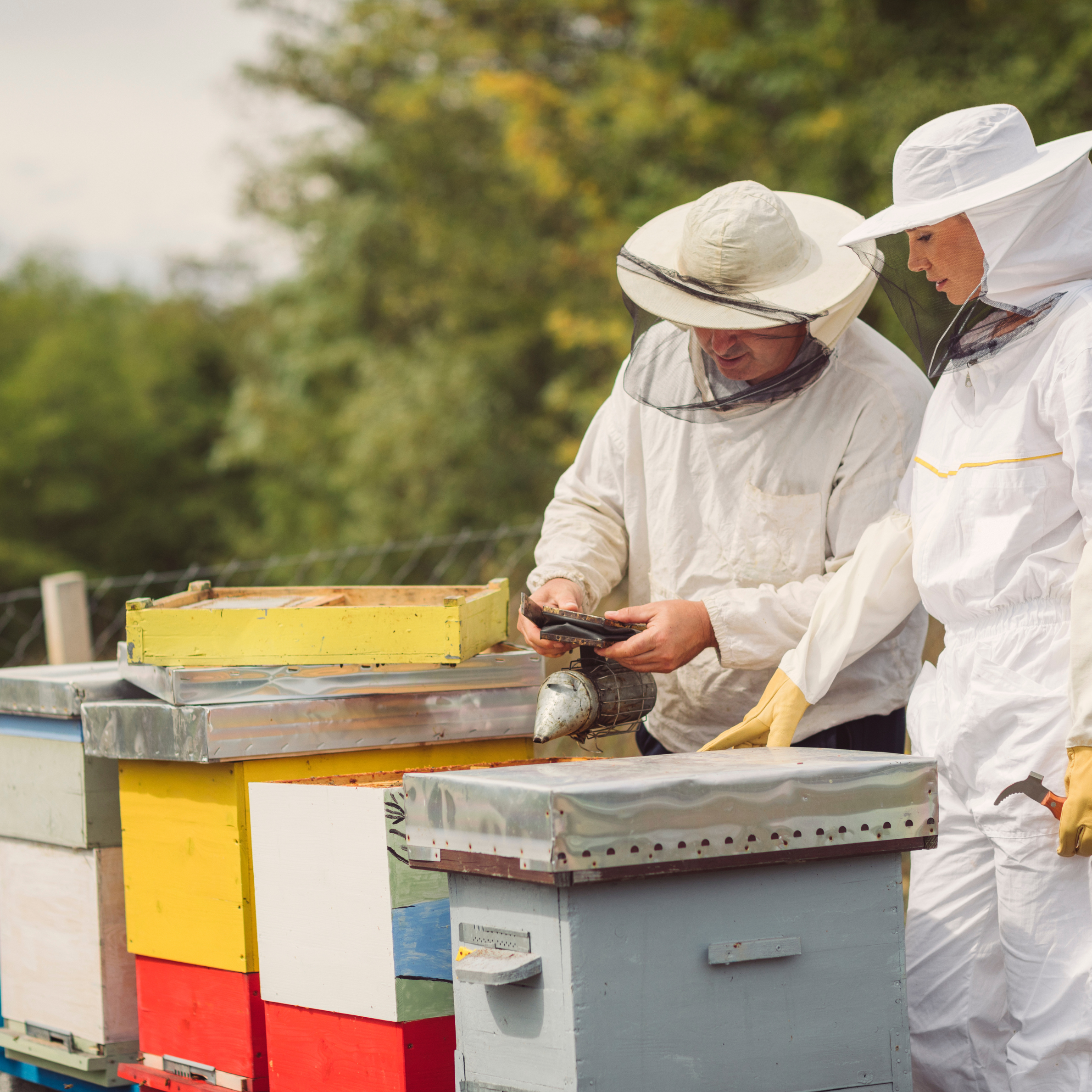 Photo d'apiculteurs