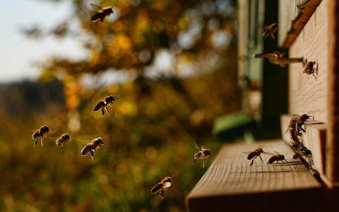 Comment apporter de la ressource aux abeilles avant l’hiver ?