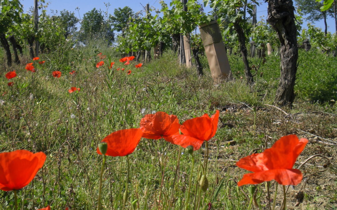 Les Vignerons de Buzet, pionner de la viticulture BEE FRIENDLY